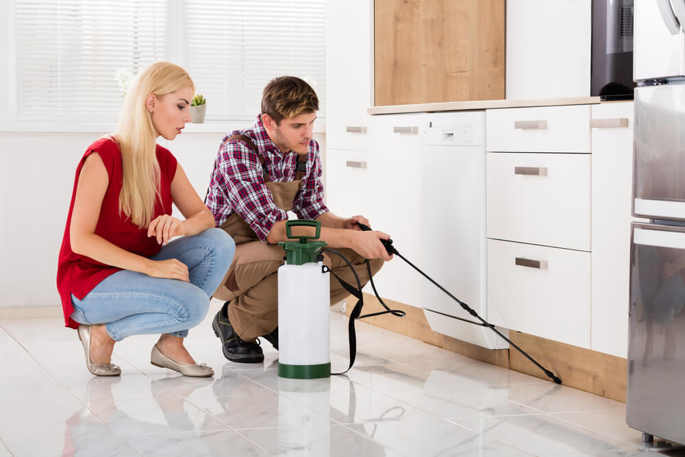 spider pest control